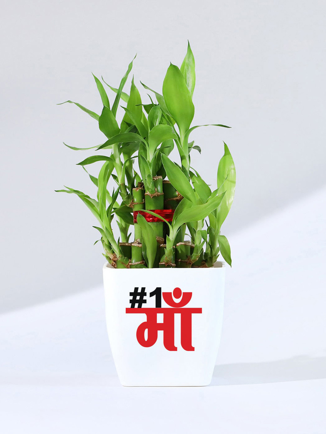 IGP Green Indoor Bamboo Plant With Planter