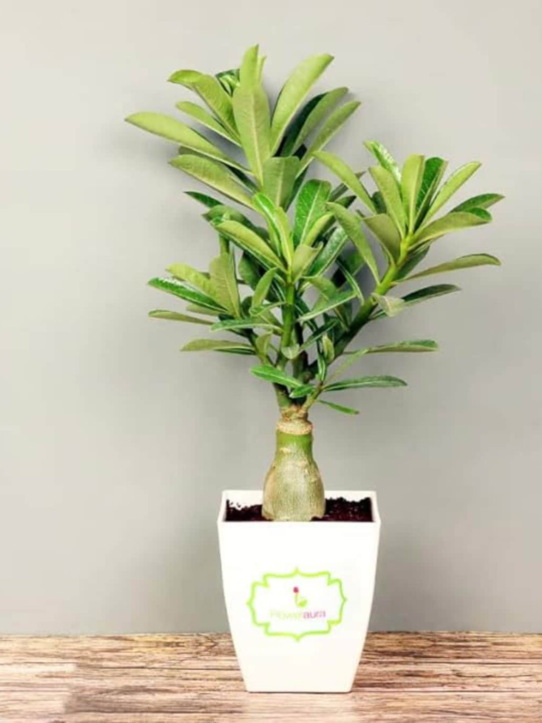 Floweraura Green & White Adenium Air Purifying Foliage Live Indoor Plant With Pot