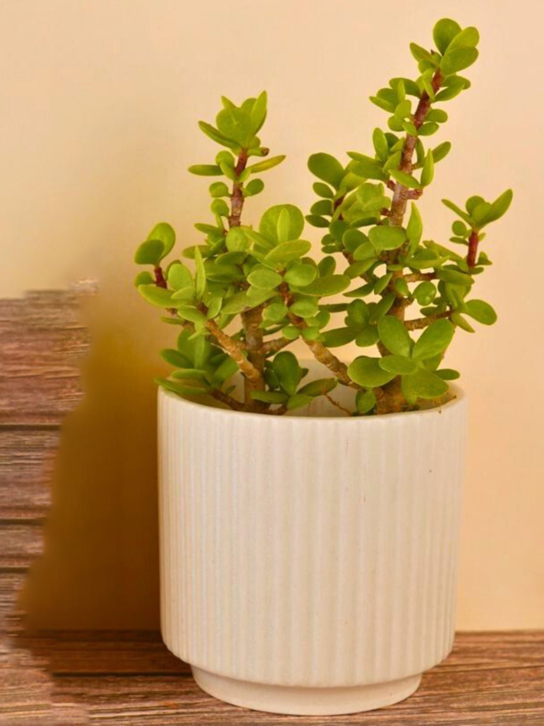 WEAVING HOMES White Ceramic Planters