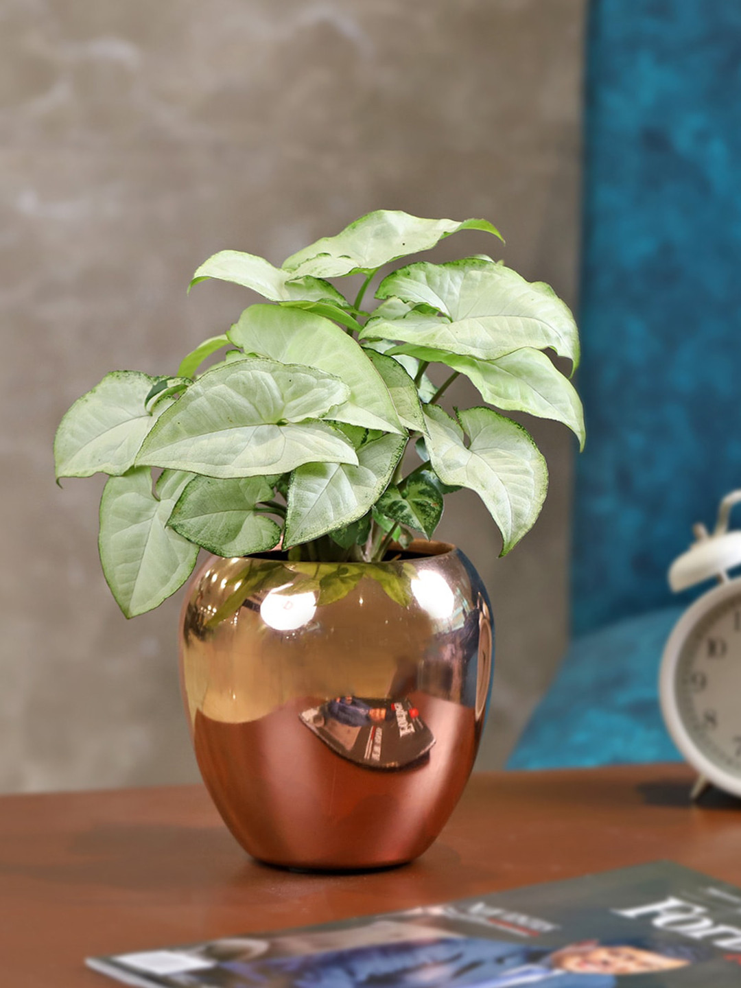 IGP Syngonium Plant With Pot