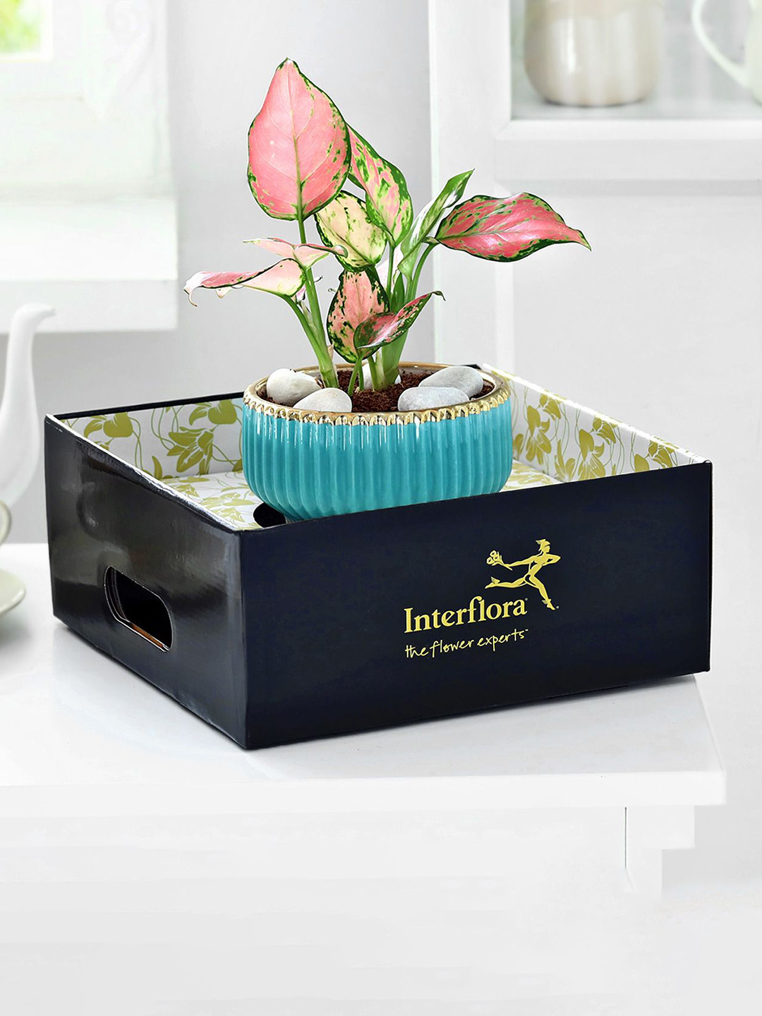 IGP Pink Greeen Aglaonema Live Plants