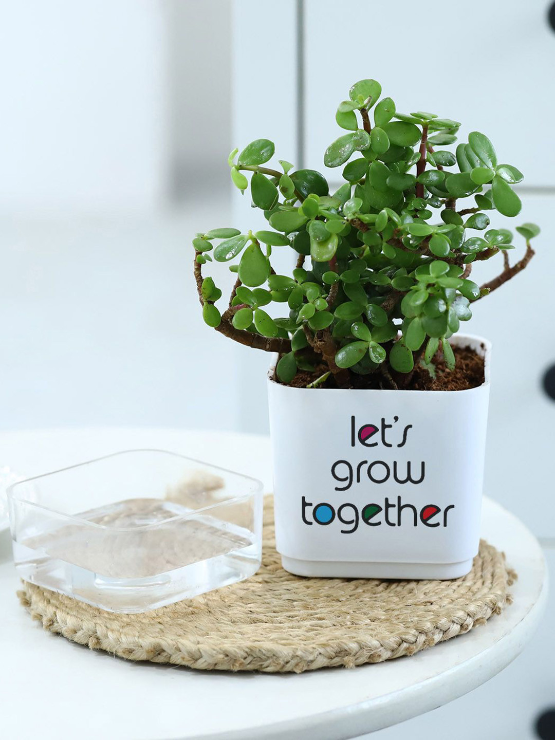 IGP Jade Plant With Self-Watering Planter - 5 Inches