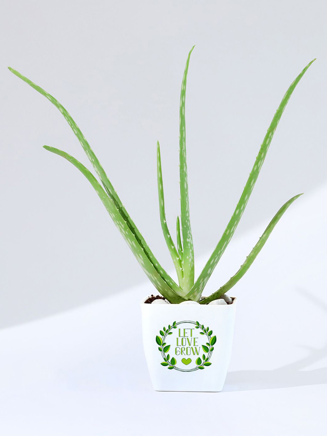 IGP Green Aloe Vera Plant With Planter