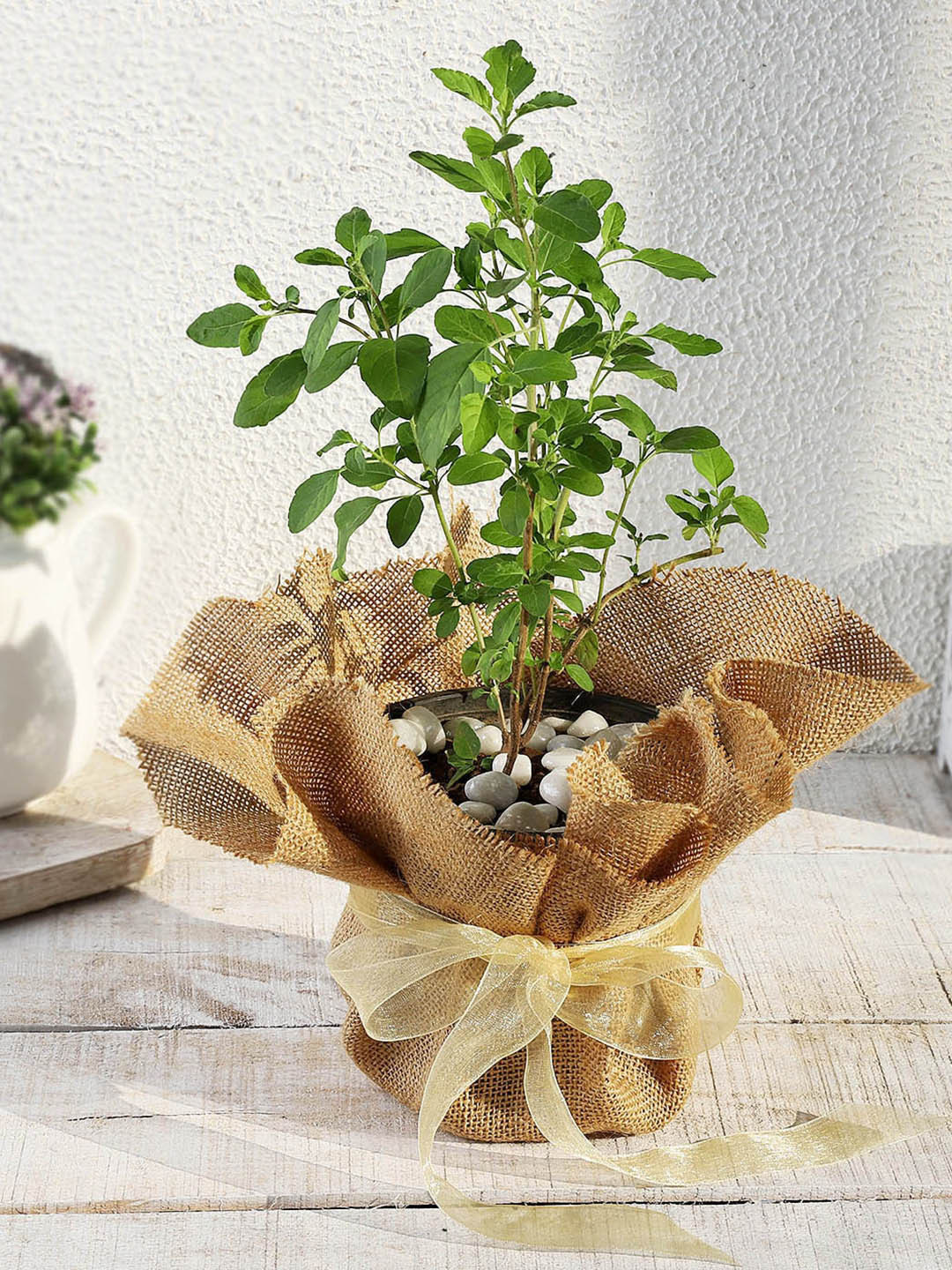 IGP Tulsi Plant in Jute Wrapping with Planter