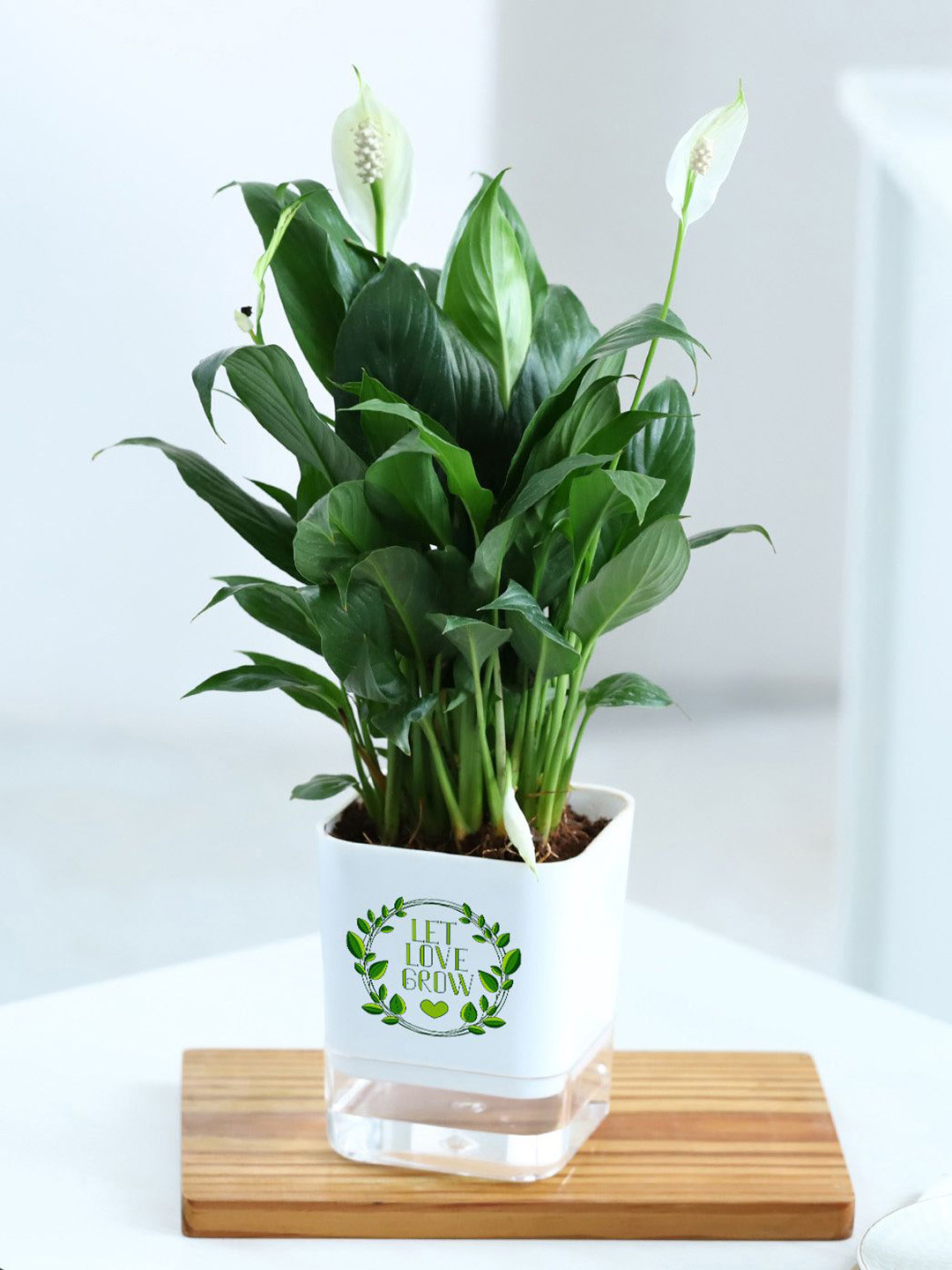 IGP Green Peacelily Plant With Self-Watering Planter