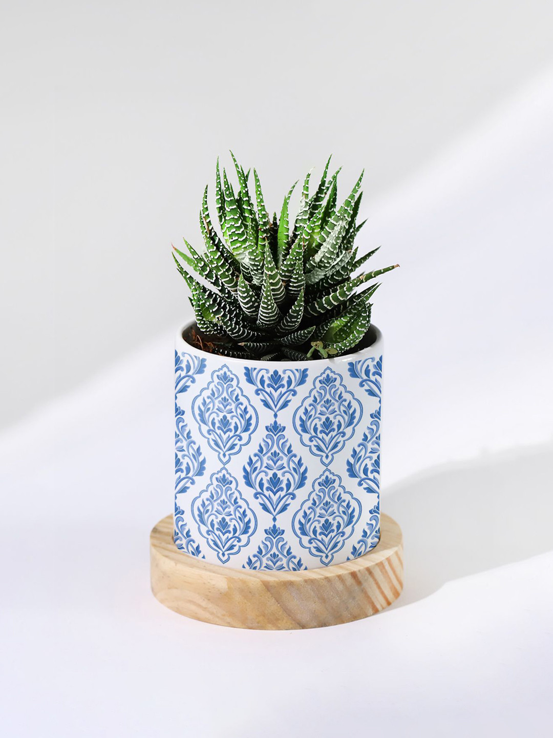 IGP Green Haworthia Succulent With Pot