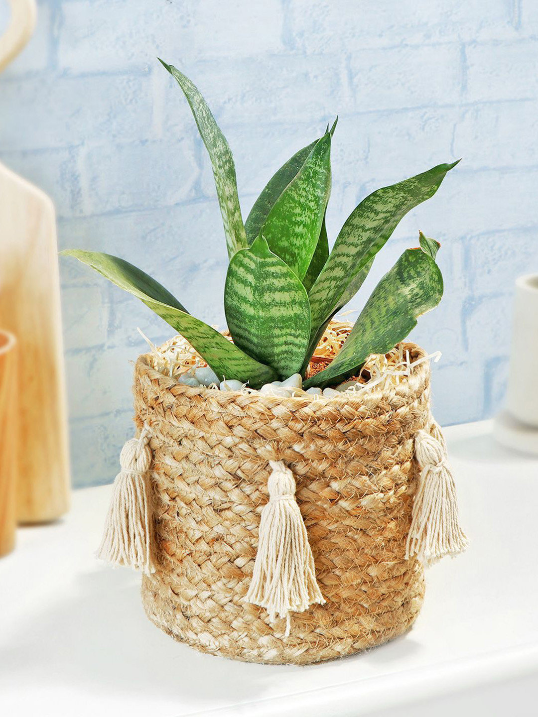 IGP Green & Brown Snake Suberba Plant In Basket