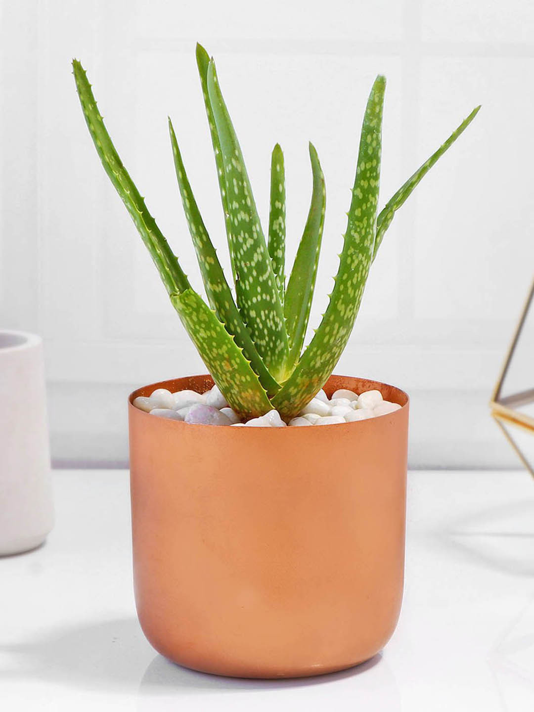 IGP Aloe Vera Plant in Cylindrical Metal Pot