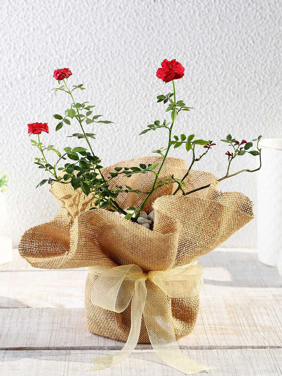 IGP Indoor Red & Green Rose Plant With Planter