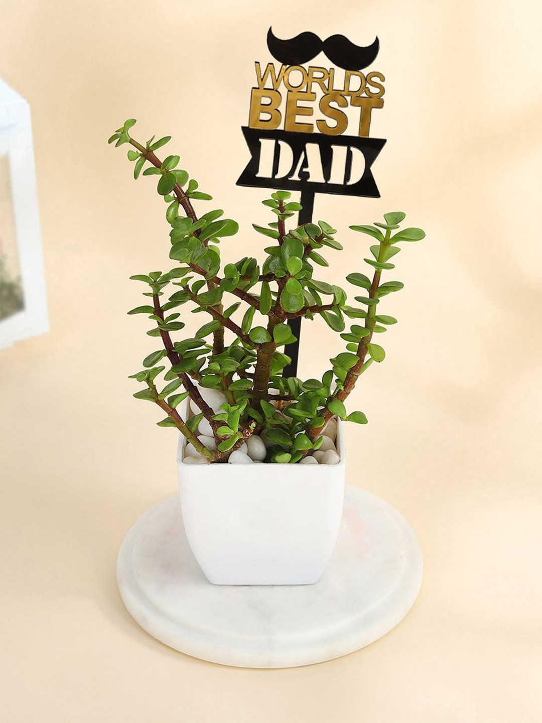 IGP Green Jade Plant With Planters