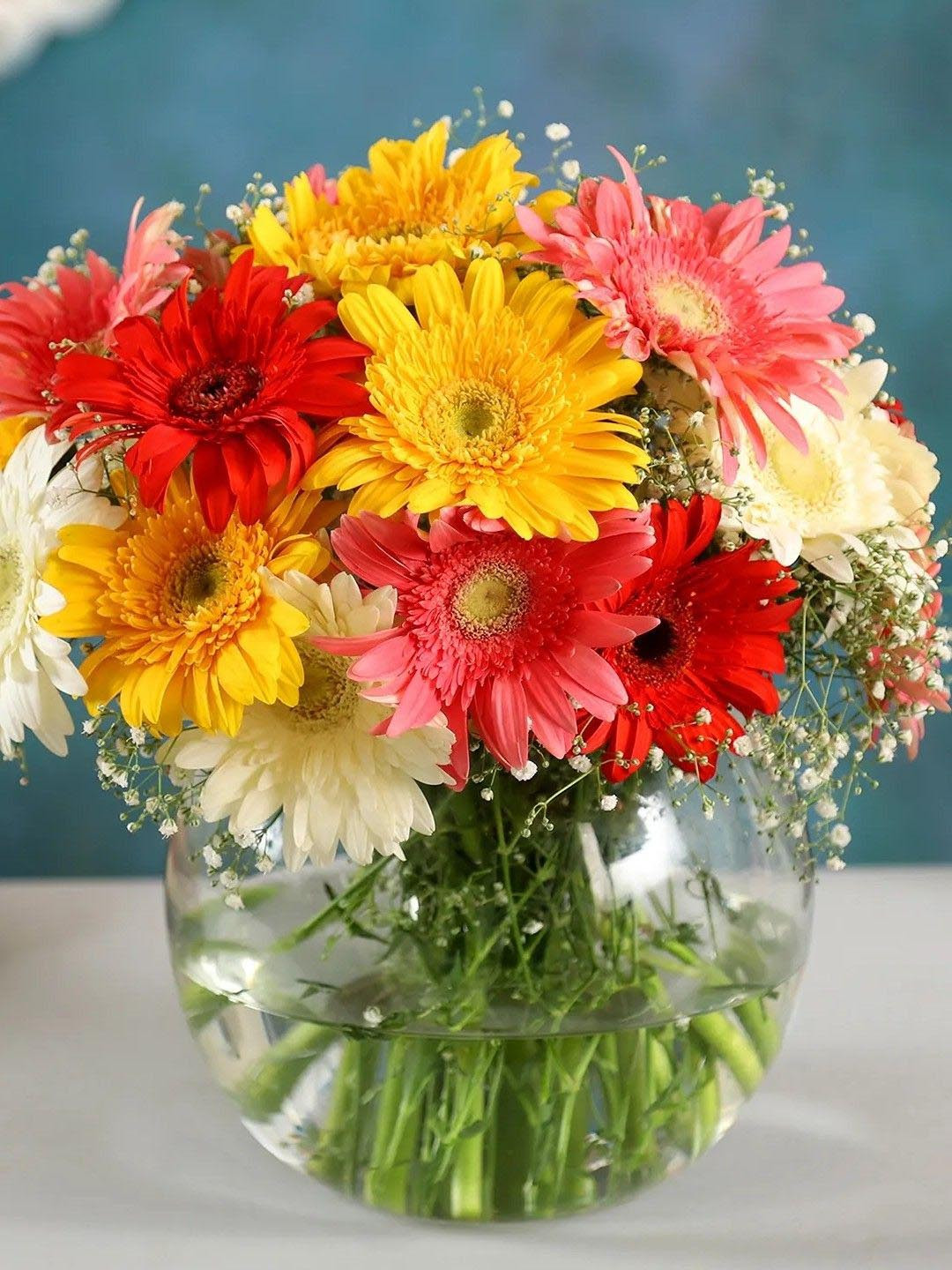 fnp  White & Red 16Pieces Gerberas Blossoms Fresh Flowers Bouquet