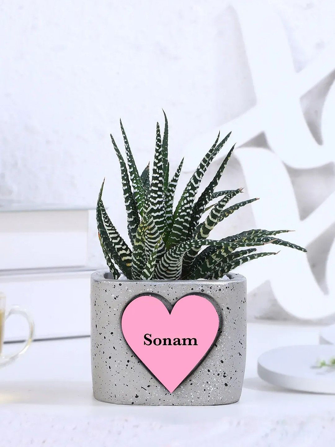 fnp Indoor Haworthia Live Plant - 4 Inches