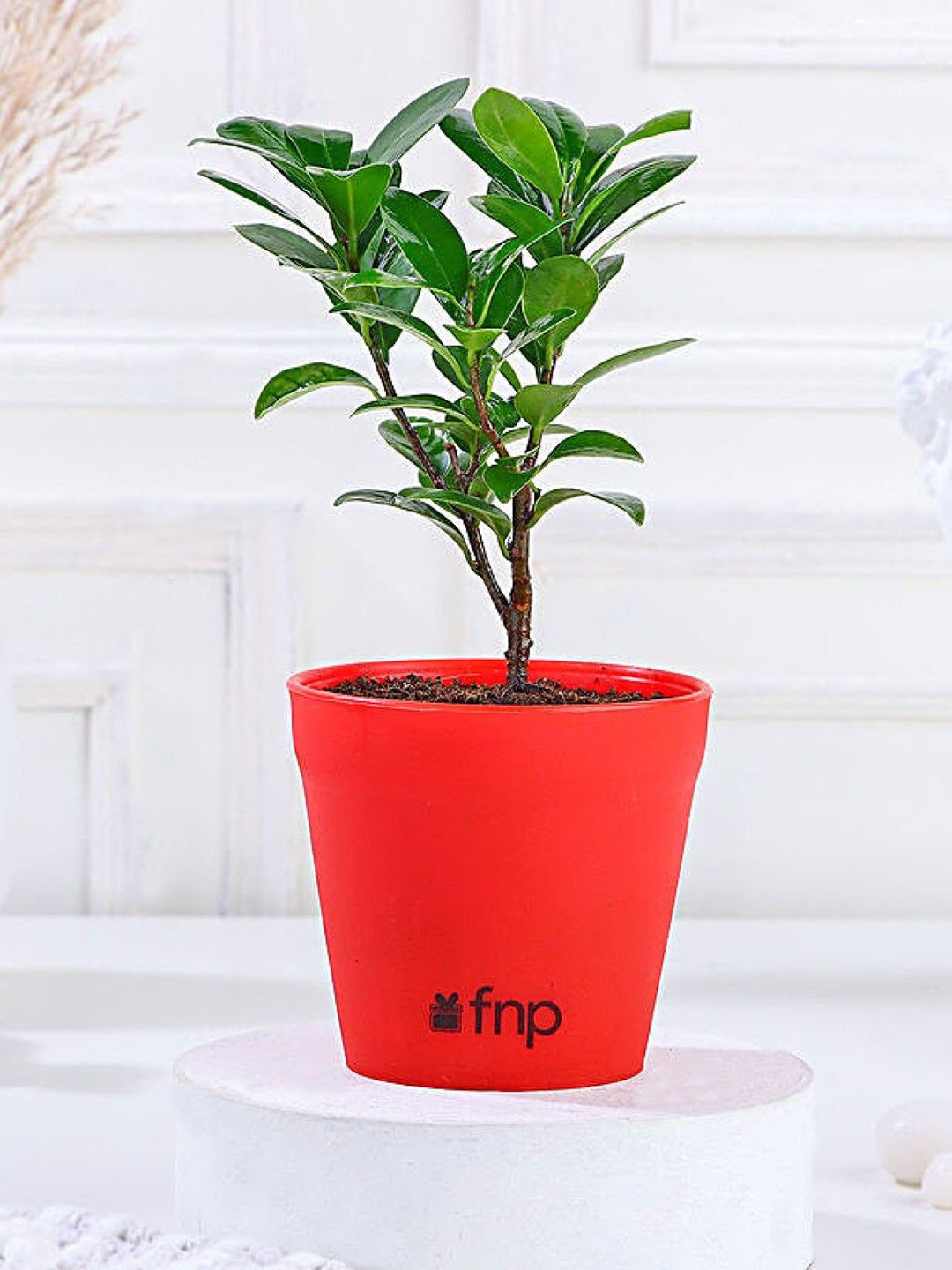 fnp Green Indoor Herbs Live Plant with Pot