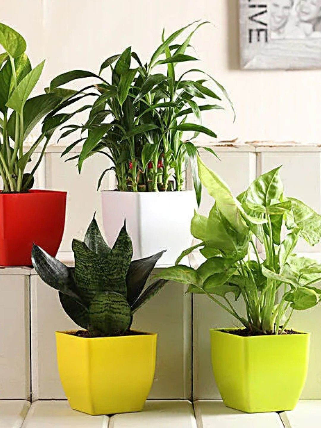 fnp Green 4 Pieces Money Plant With Pot
