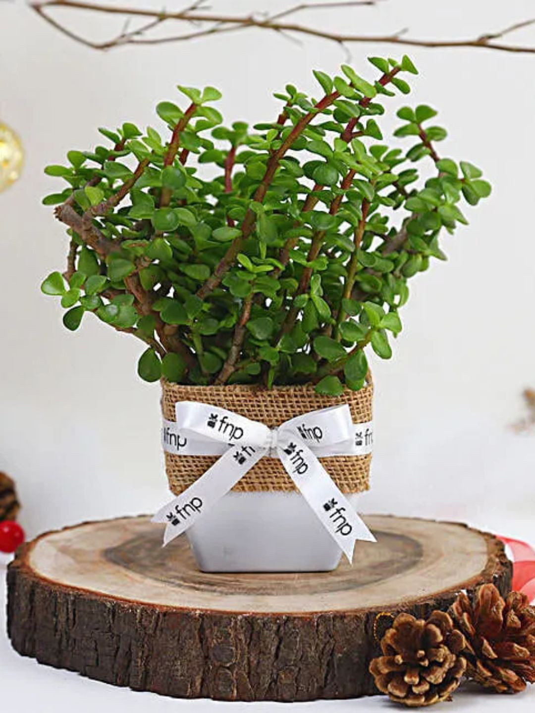 fnp Green Jade Plant Winter Love Pots