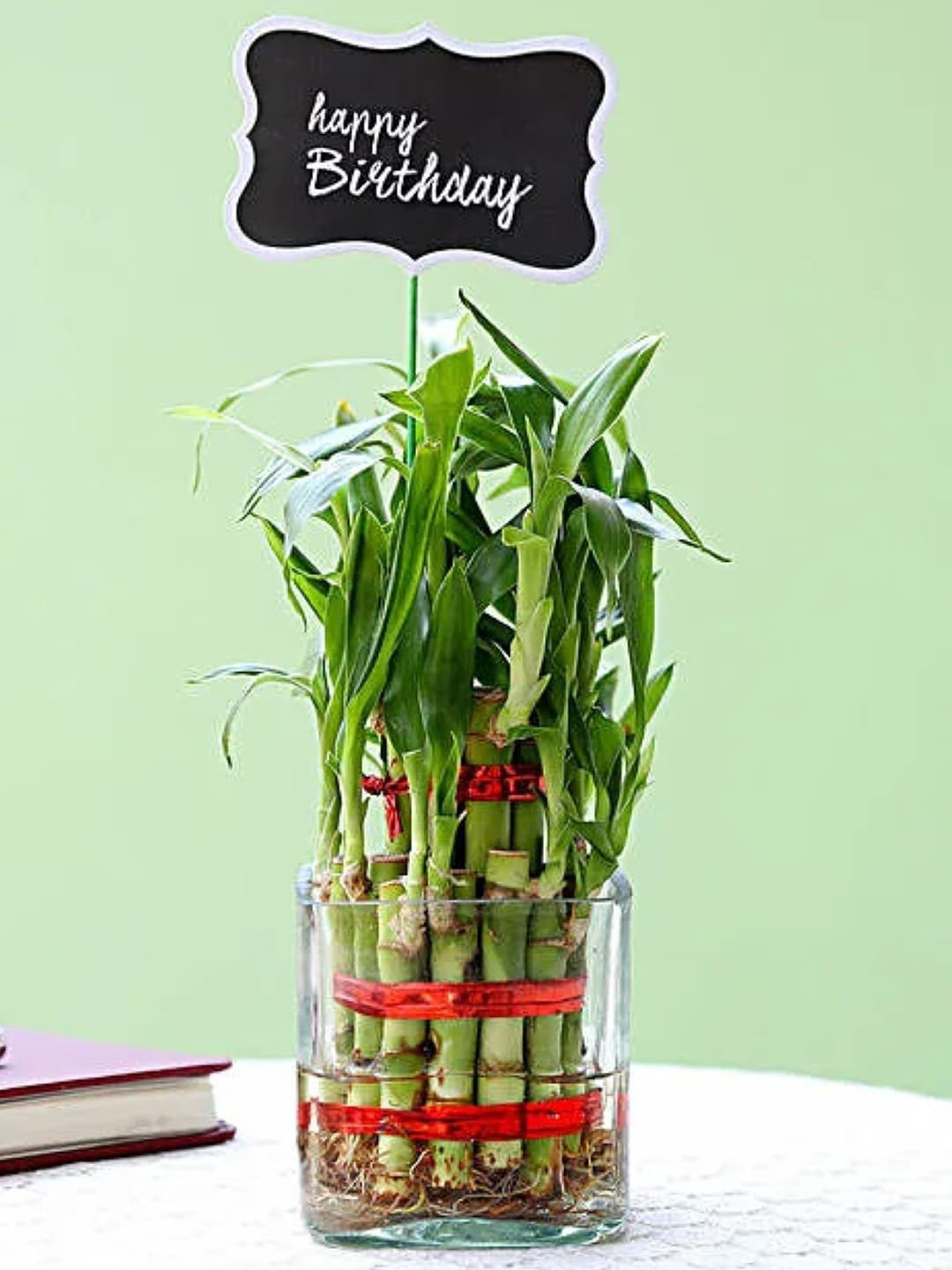 fnp Green Two Layer Bamboo Plant Plant In Square Glass Vase