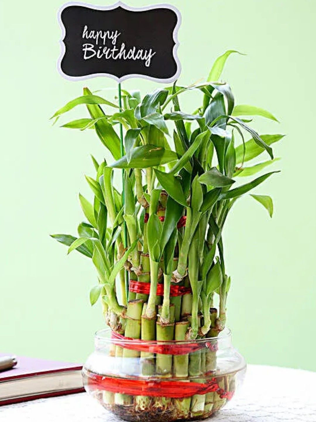 fnp 3 Layer Bamboo Plant With Matki Shape Glass Vase