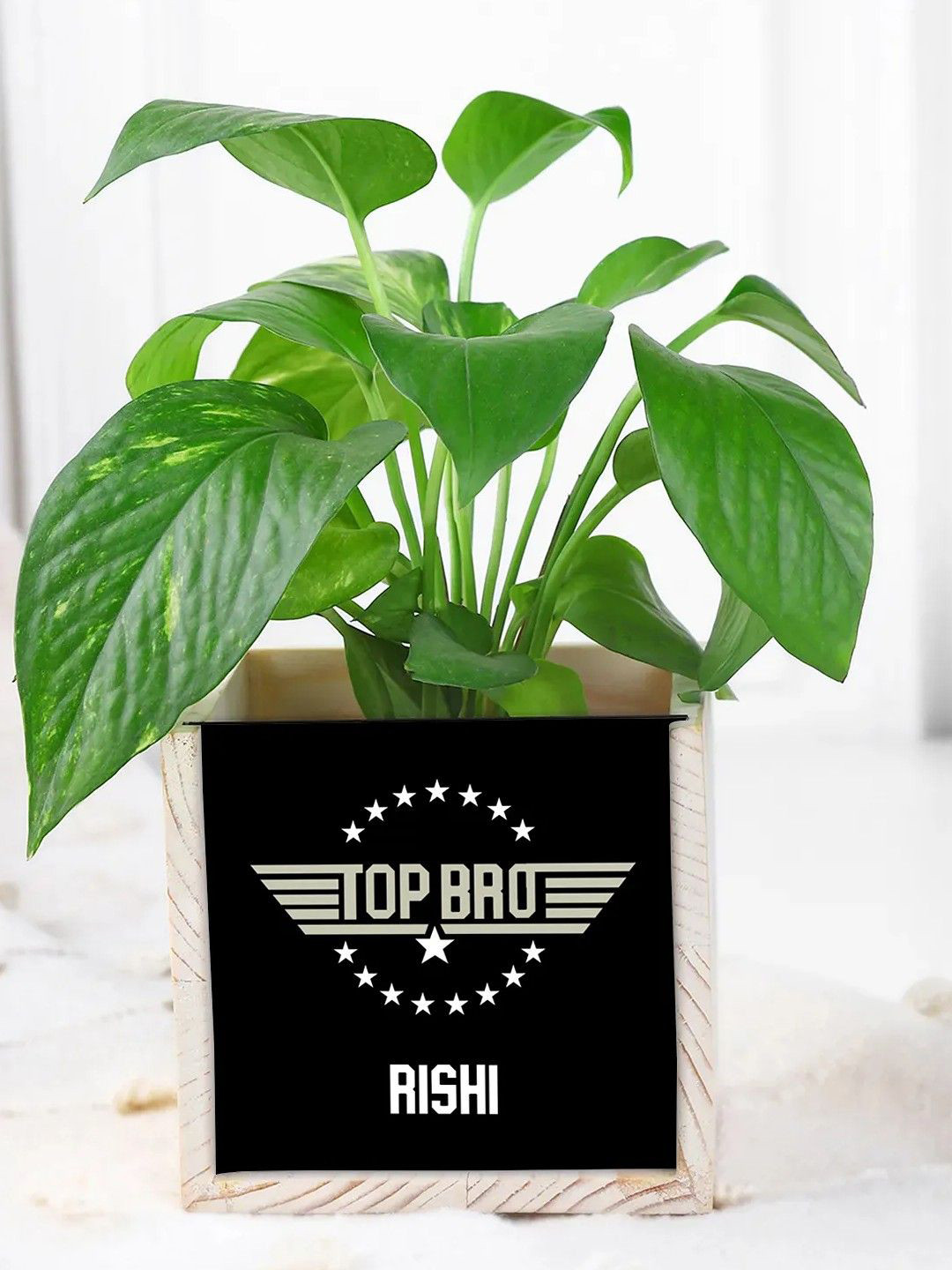 fnp Indoor Money Plant with Pot- 5 inches