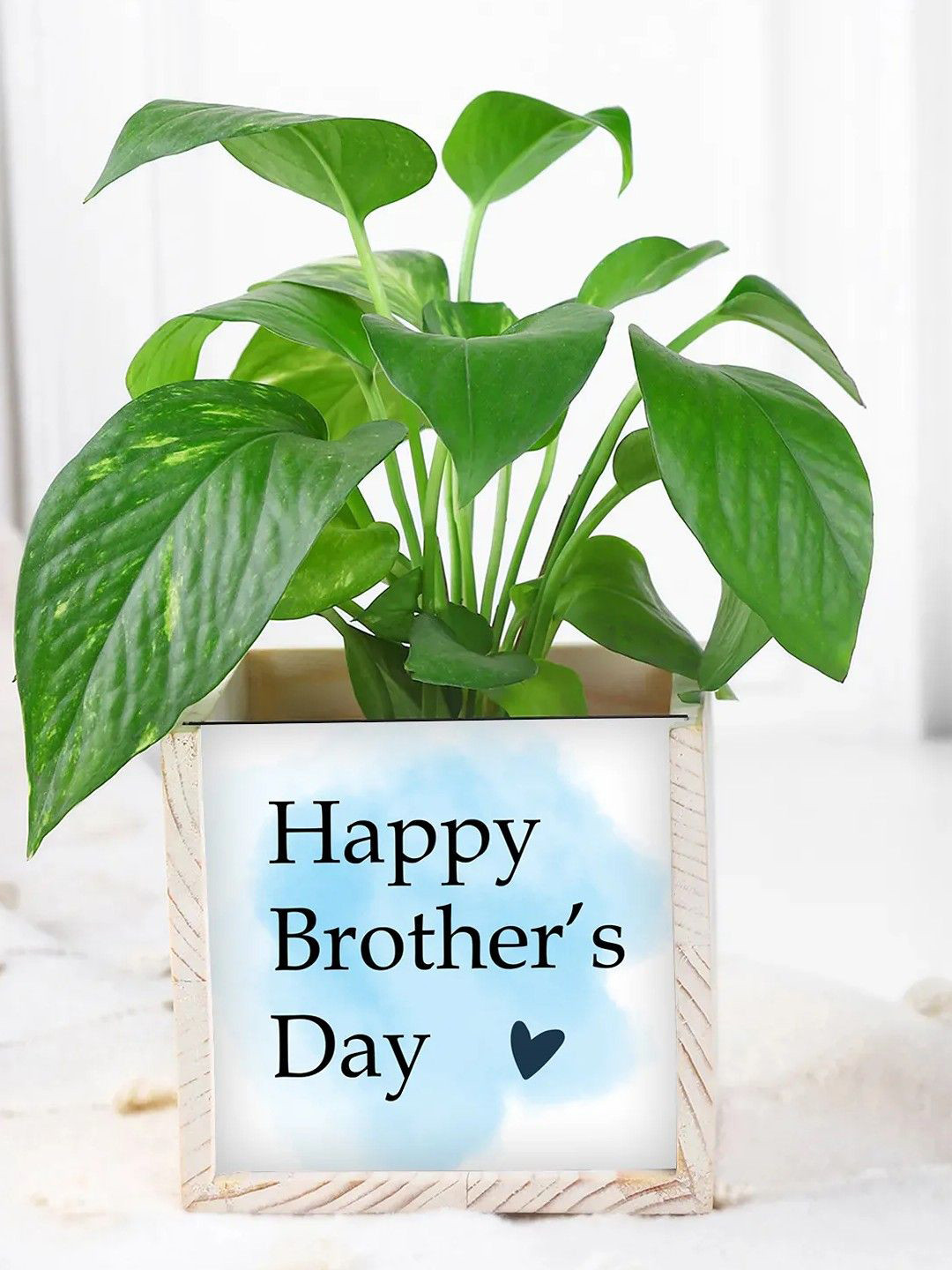 fnp Money Plant With Table Organizer