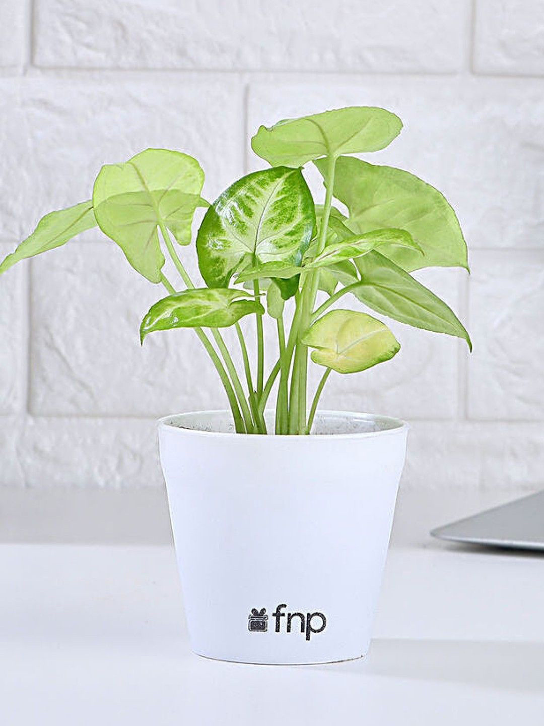 fnp Green & White Air Purifying Syngonium Plant With Pot