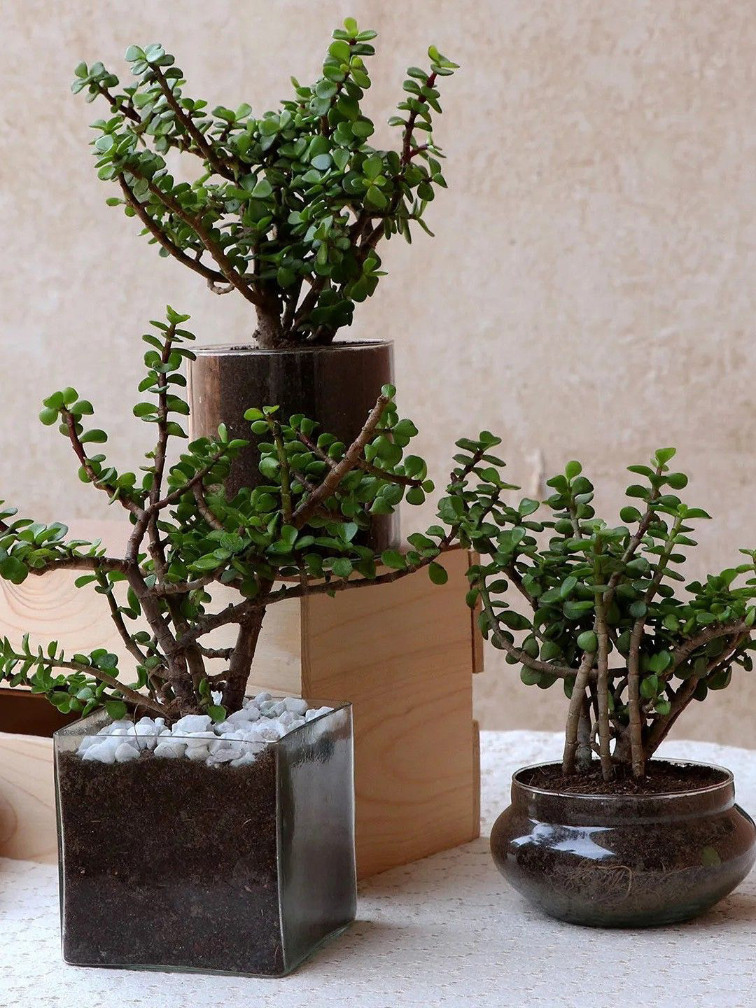 fnp Green & Brown 3 Pieces Jade Plant In Glass Vase