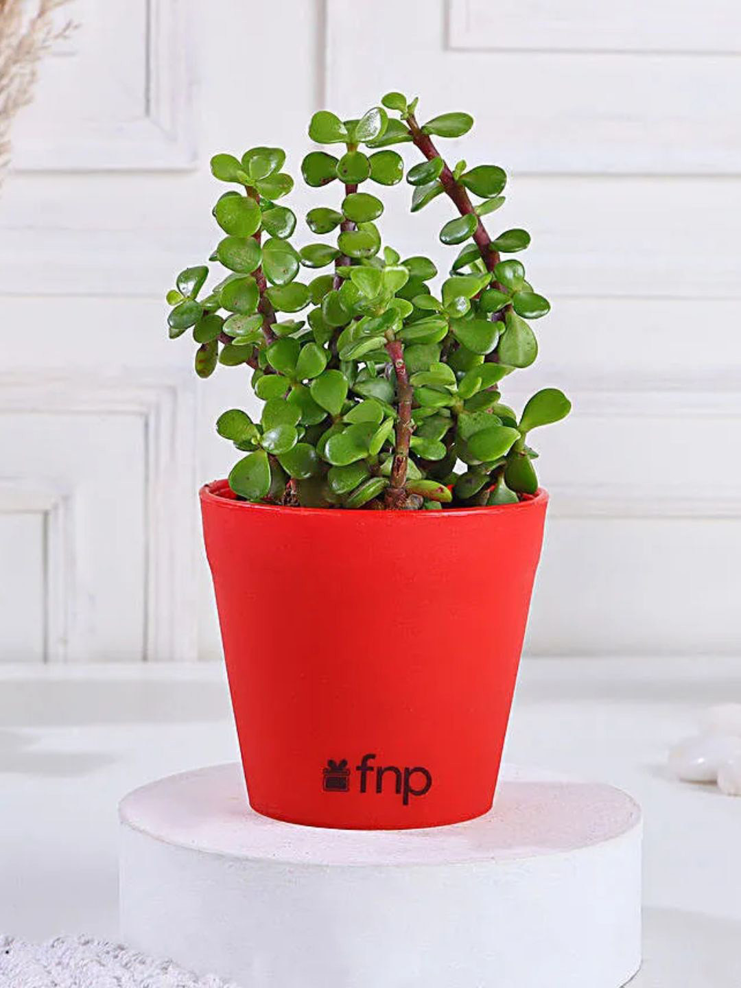 fnp Red & Green Jade Plant with Pot