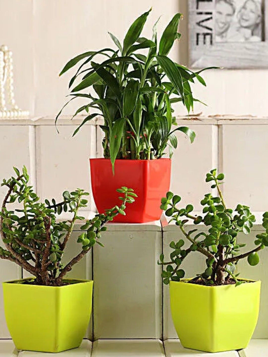 fnp Green 3 Pieces Indoor Jade Plant & 2 Layer Bamboo With Pot