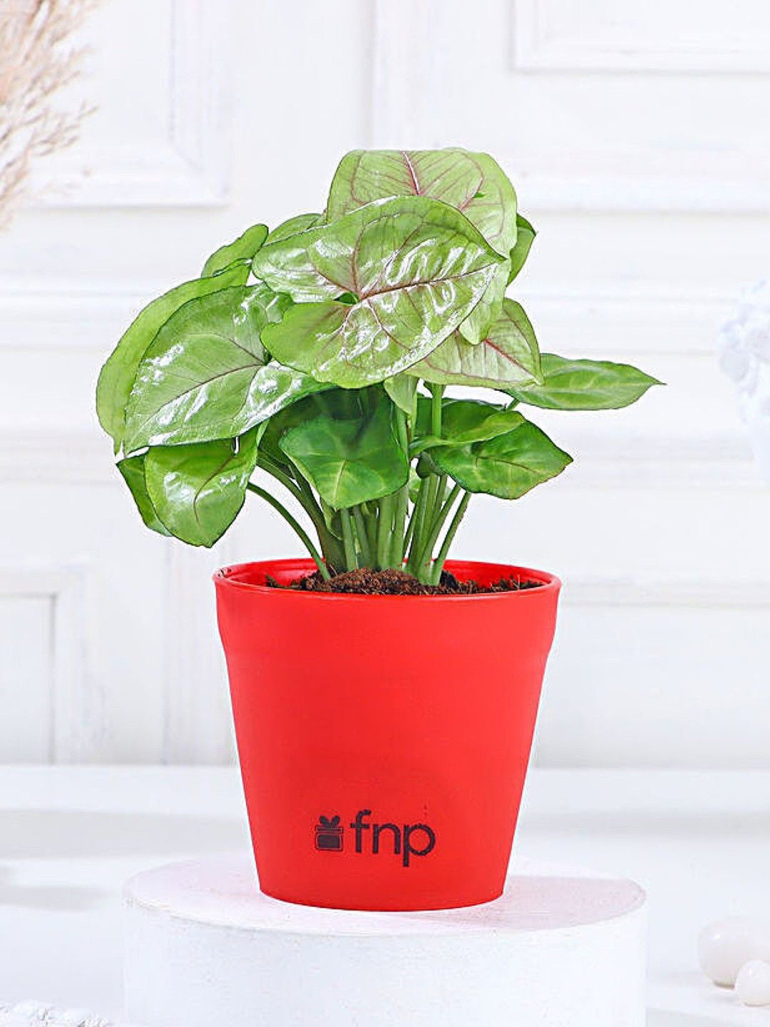 fnp Green Arrowhead Syngonium Plant With Pot