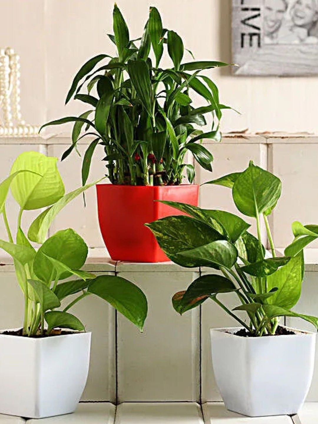 fnp 3 Pcs 2 Layer Bamboo & ,Green Money Plant With Plastic Pot 2-5Inch