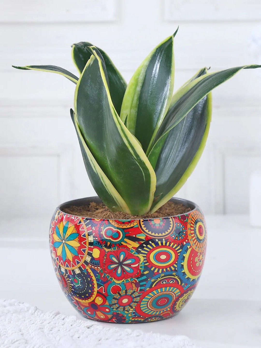 fnp Green Indoor Radiant Resilience Sansevieria Plant With Pot