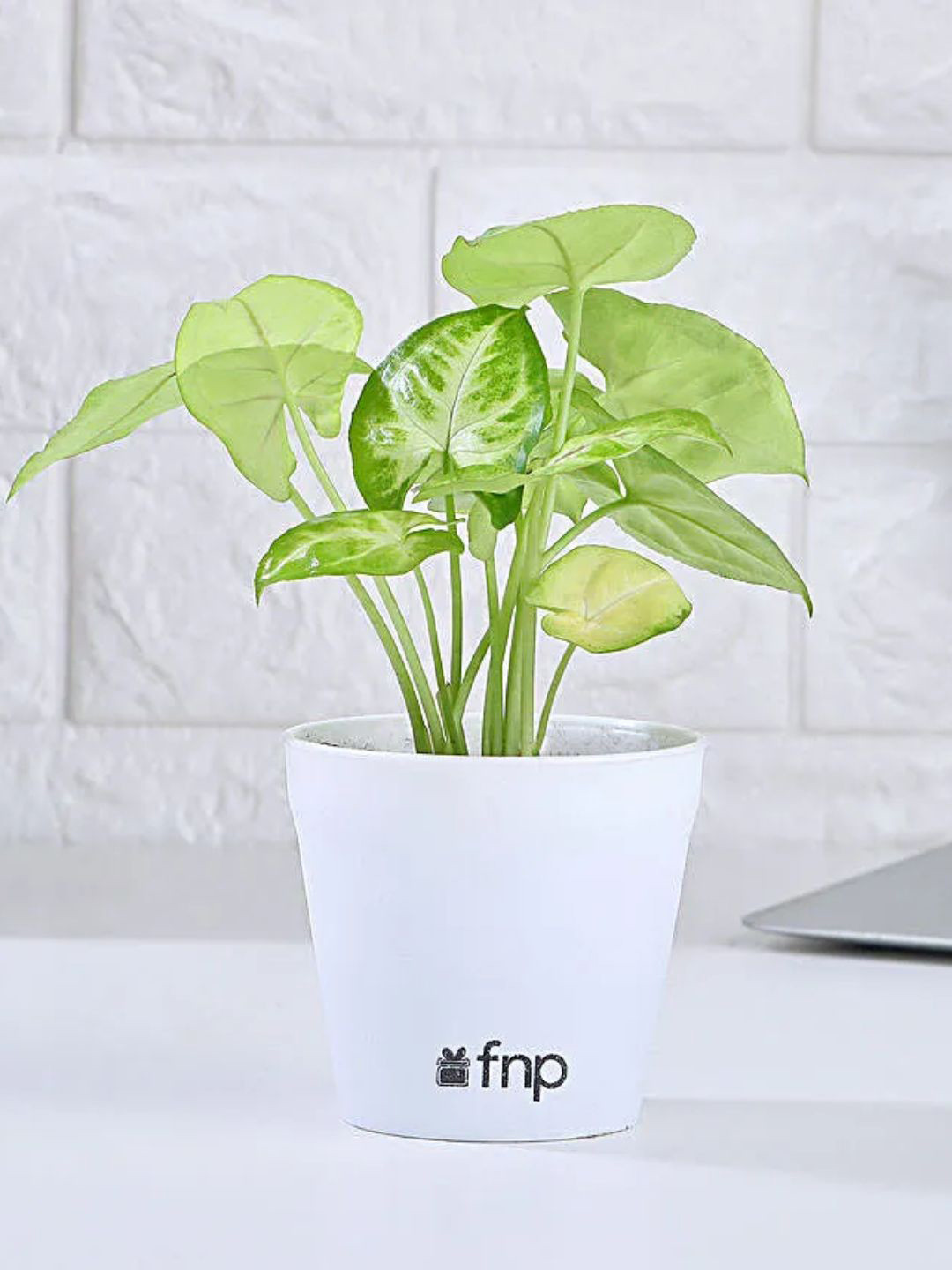 fnp Green & White Indoor Syngonium Plant With Pot