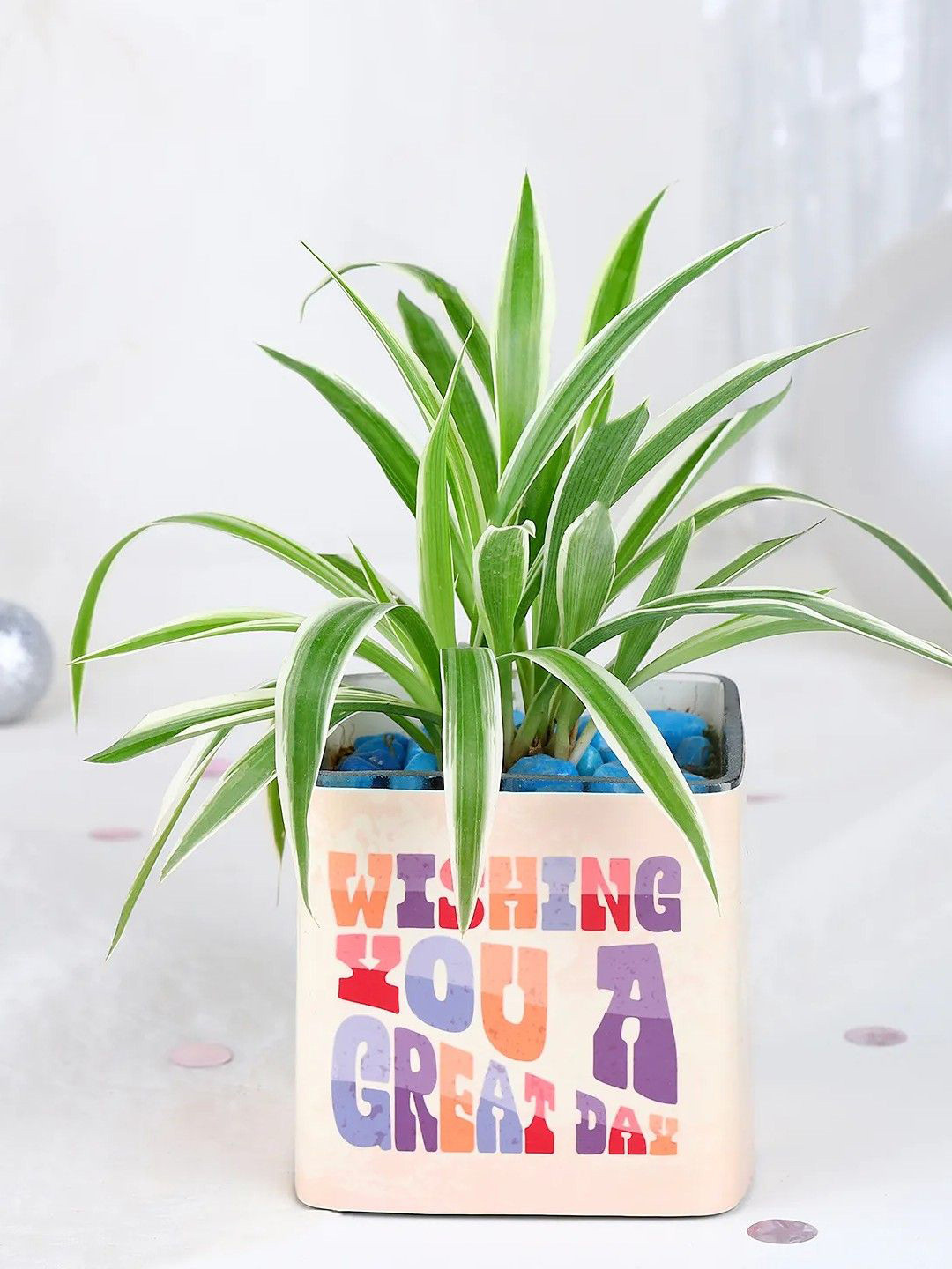 fnp Green Spider Plant With Glass Vase