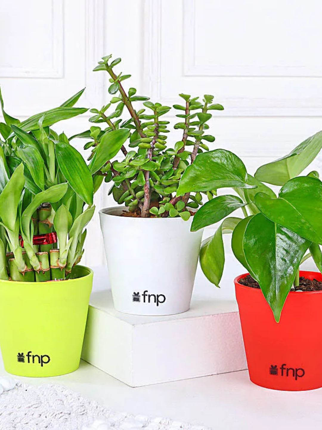 fnp 3 Green Jade Harmony Money Bamboo Plants