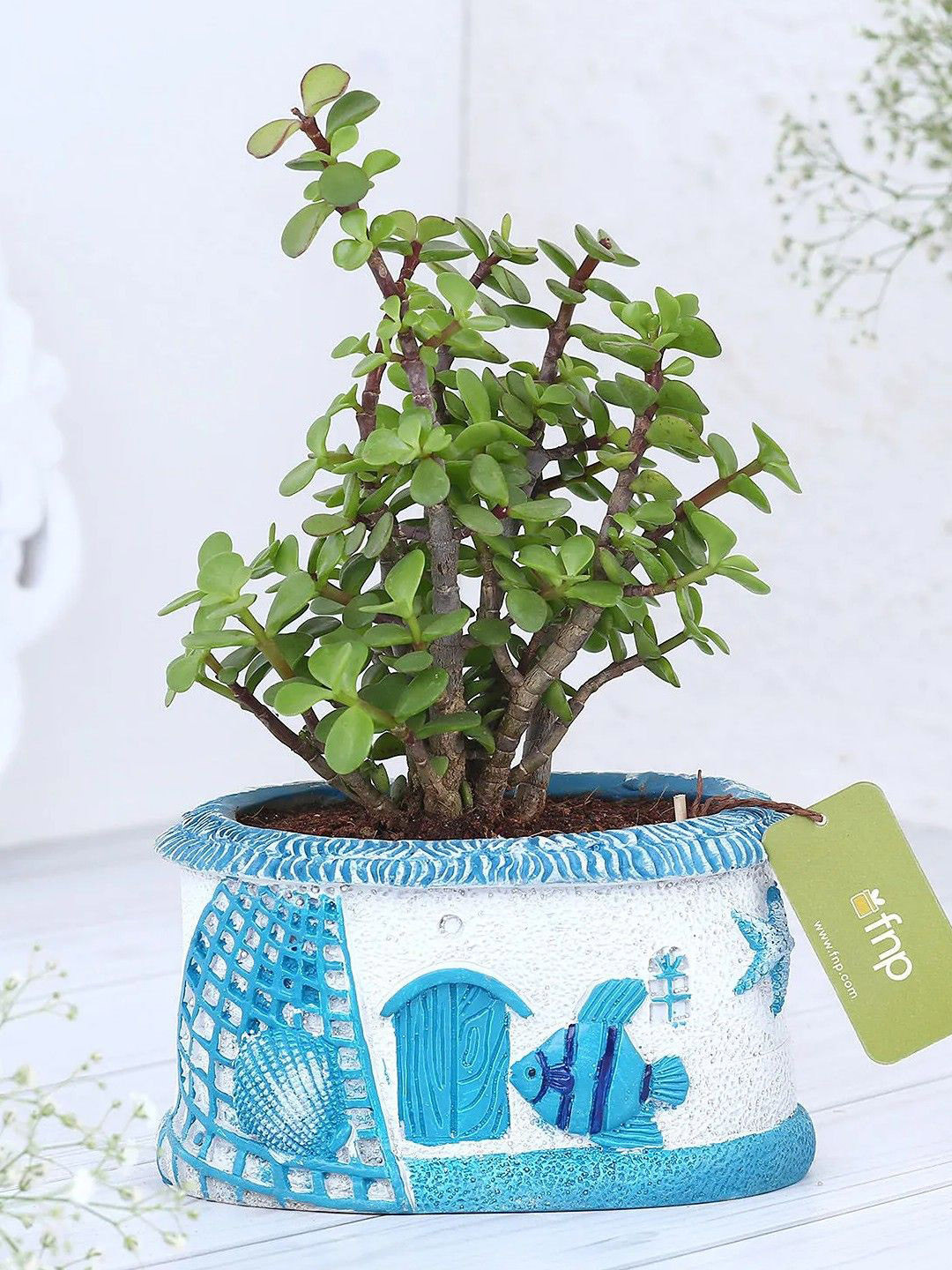 fnp Green & White Jade Plant with Pot