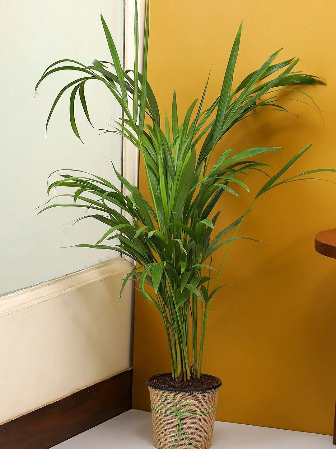 fnp Green Arce Palm Plant With Vase