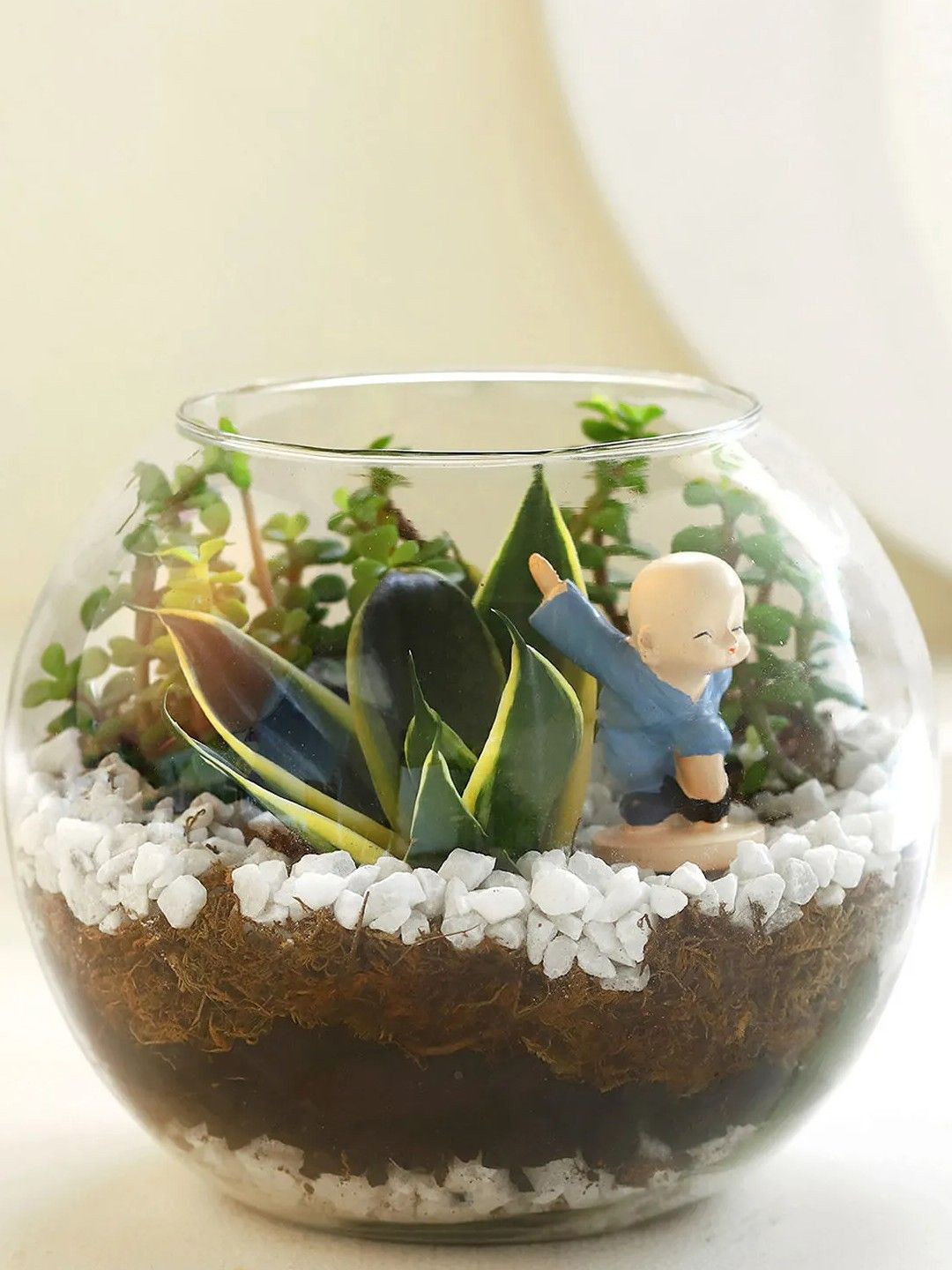 fnp Green Jade Plant Sansevieria Plant Glass Vase Terrariums