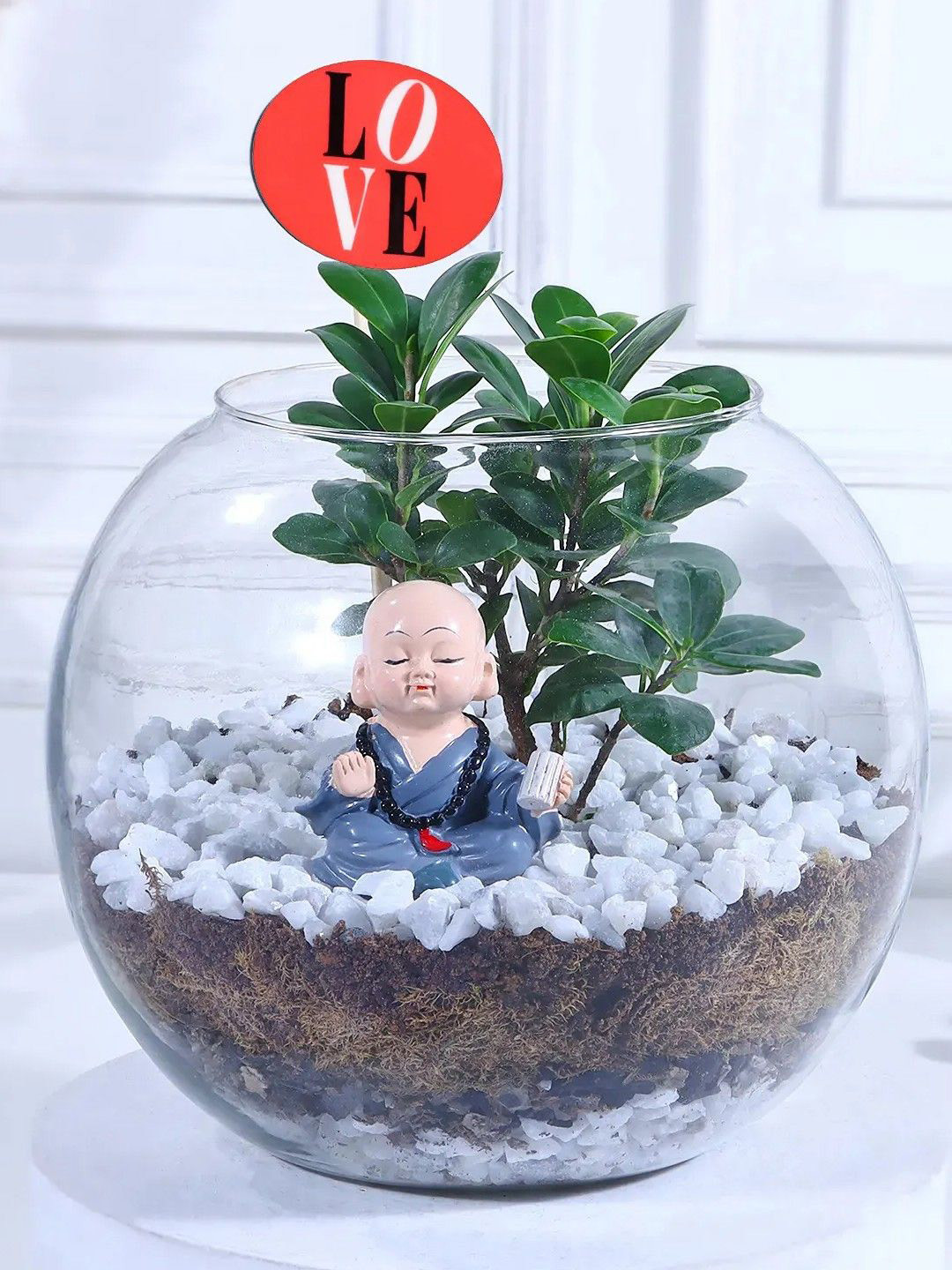 fnp Ficus Plants With Matki Shape Glass Vase