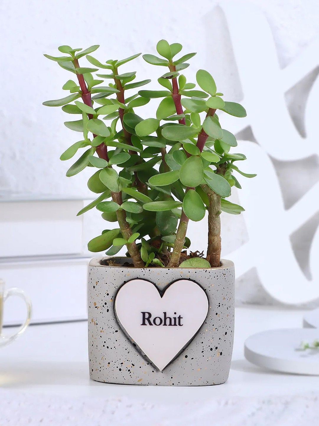 fnp  Indoor Jade Plant With Pot- 5in