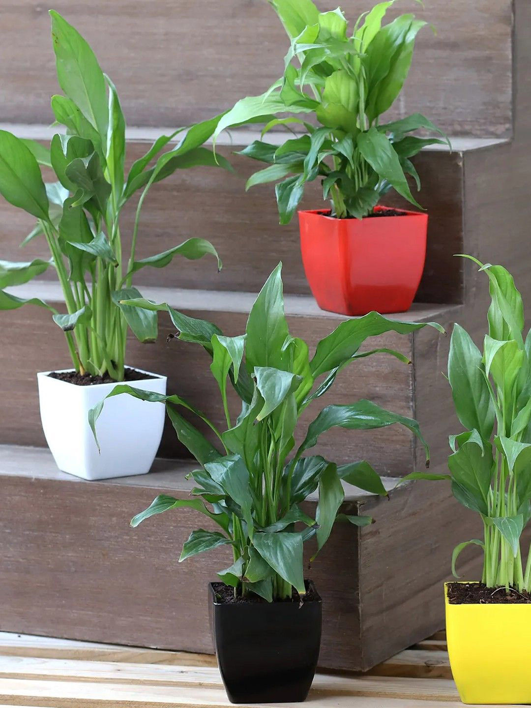 fnp Green 4 Pieces Peace Lily Plant With Pot