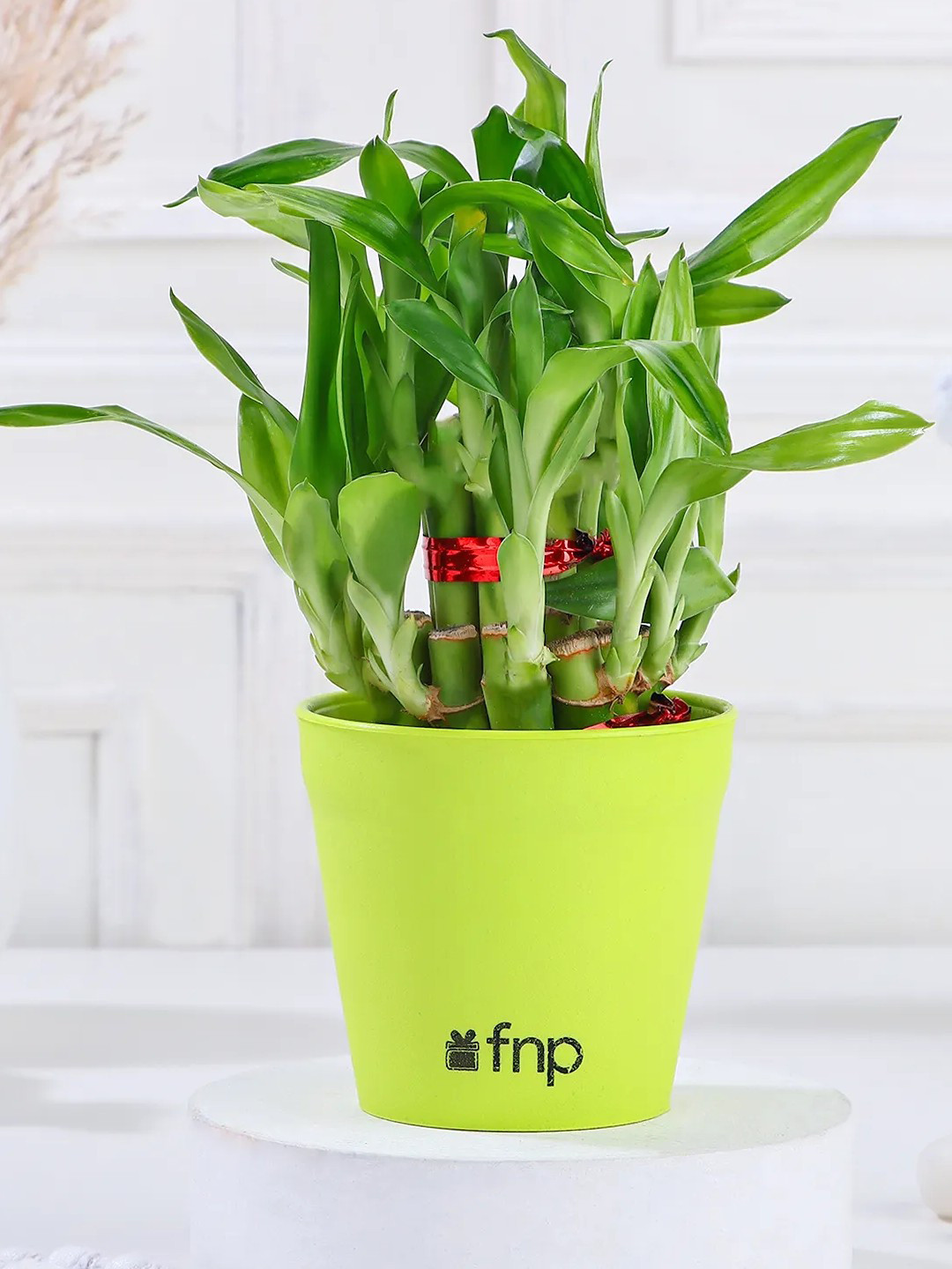 fnp Green Two Layer Bamboo Plant Plant With Pot