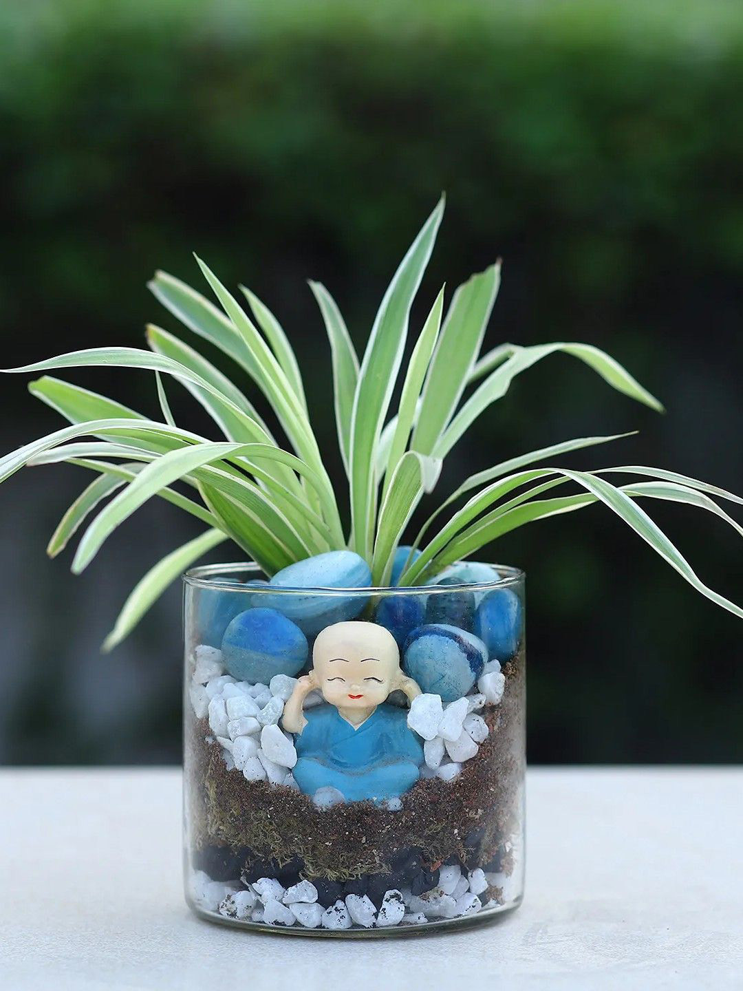 fnp Green Spider Plant Cylindrical Vase