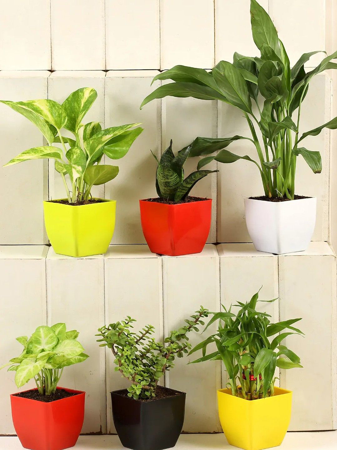 fnp Green 6 Pieces Indoor Plants With Pot