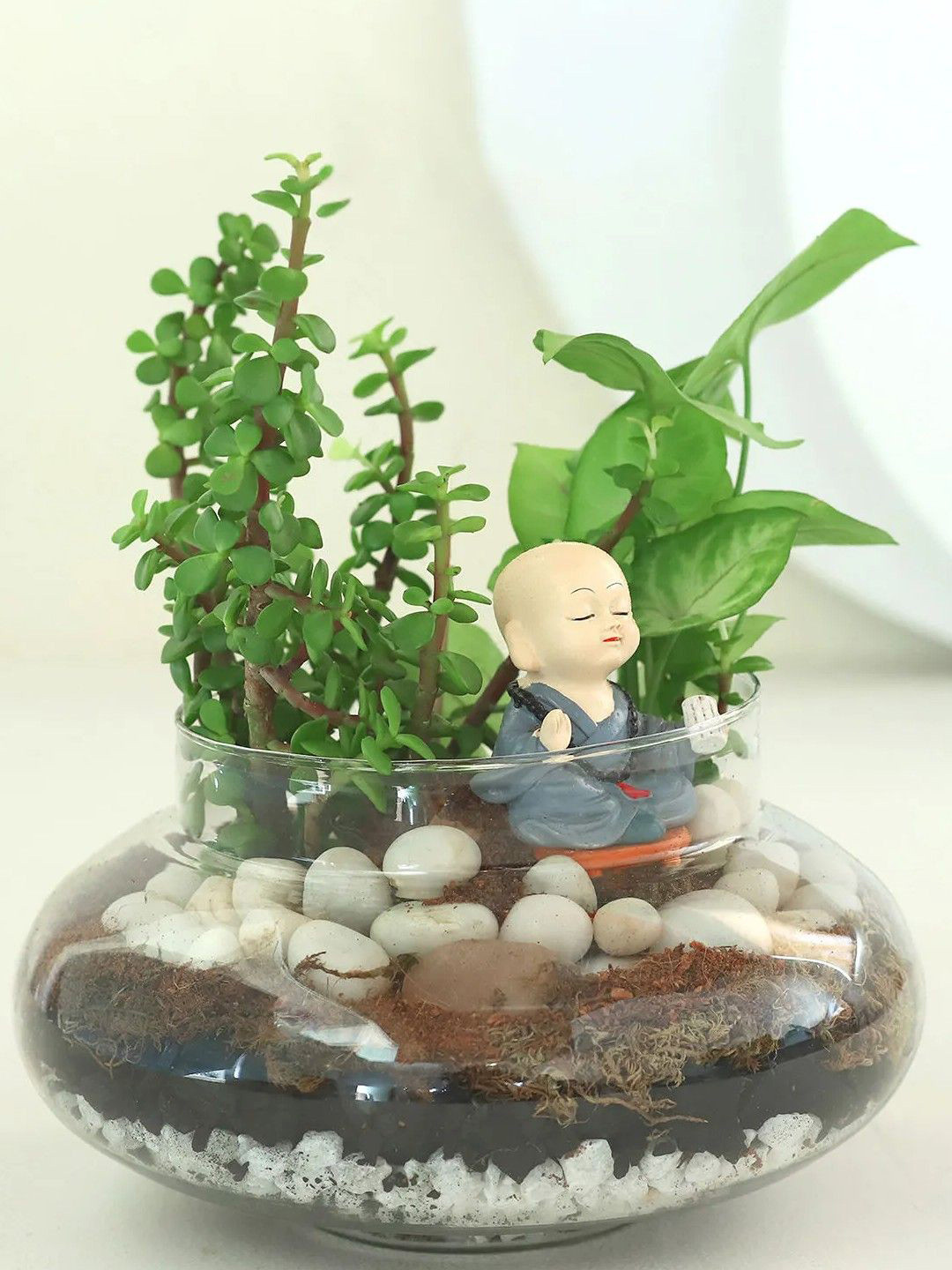 fnp Indoor Green Jade Plant With Pot-5 Inch