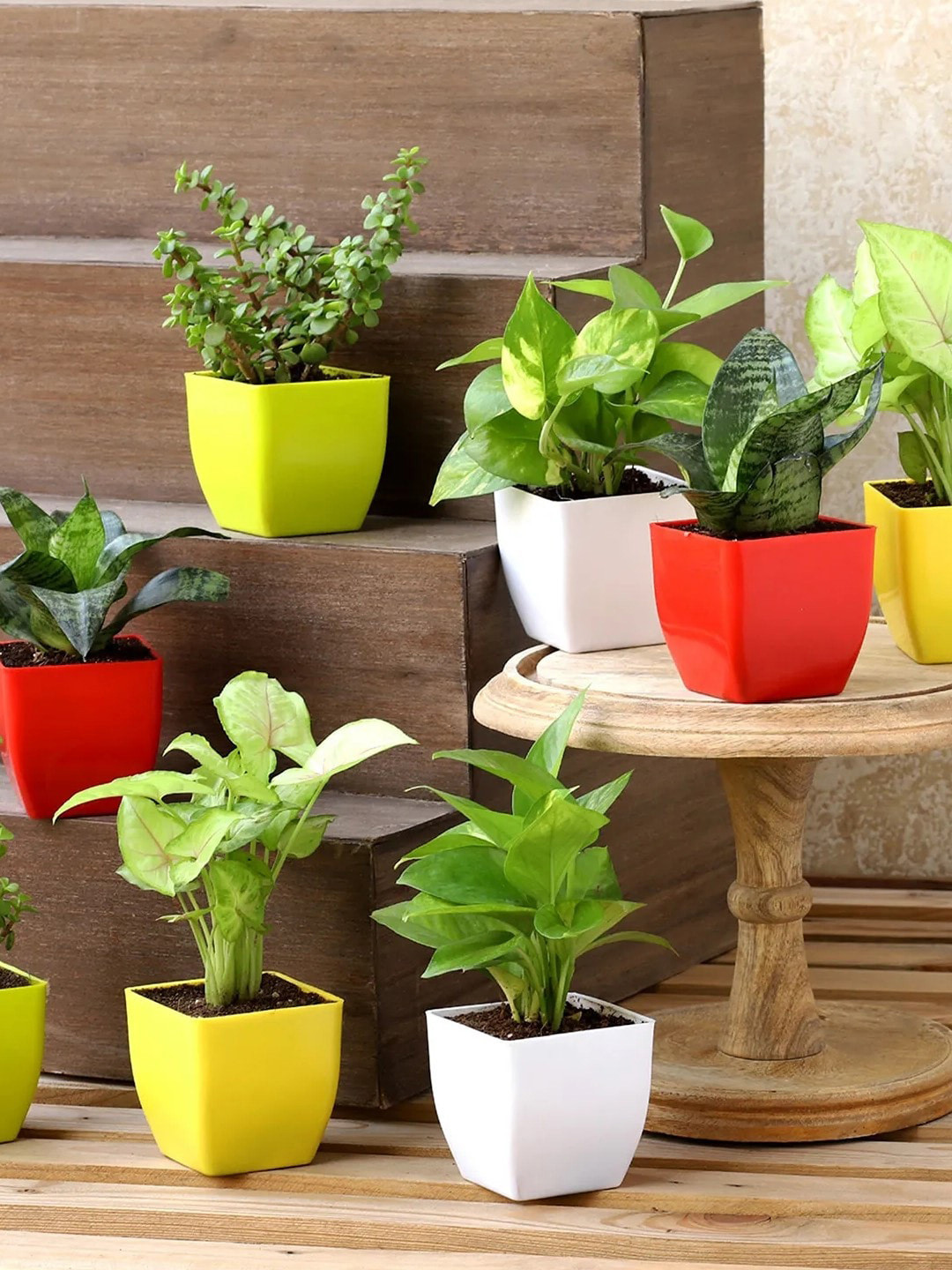 fnp Green 8 Pieces Jade Plant With Pot