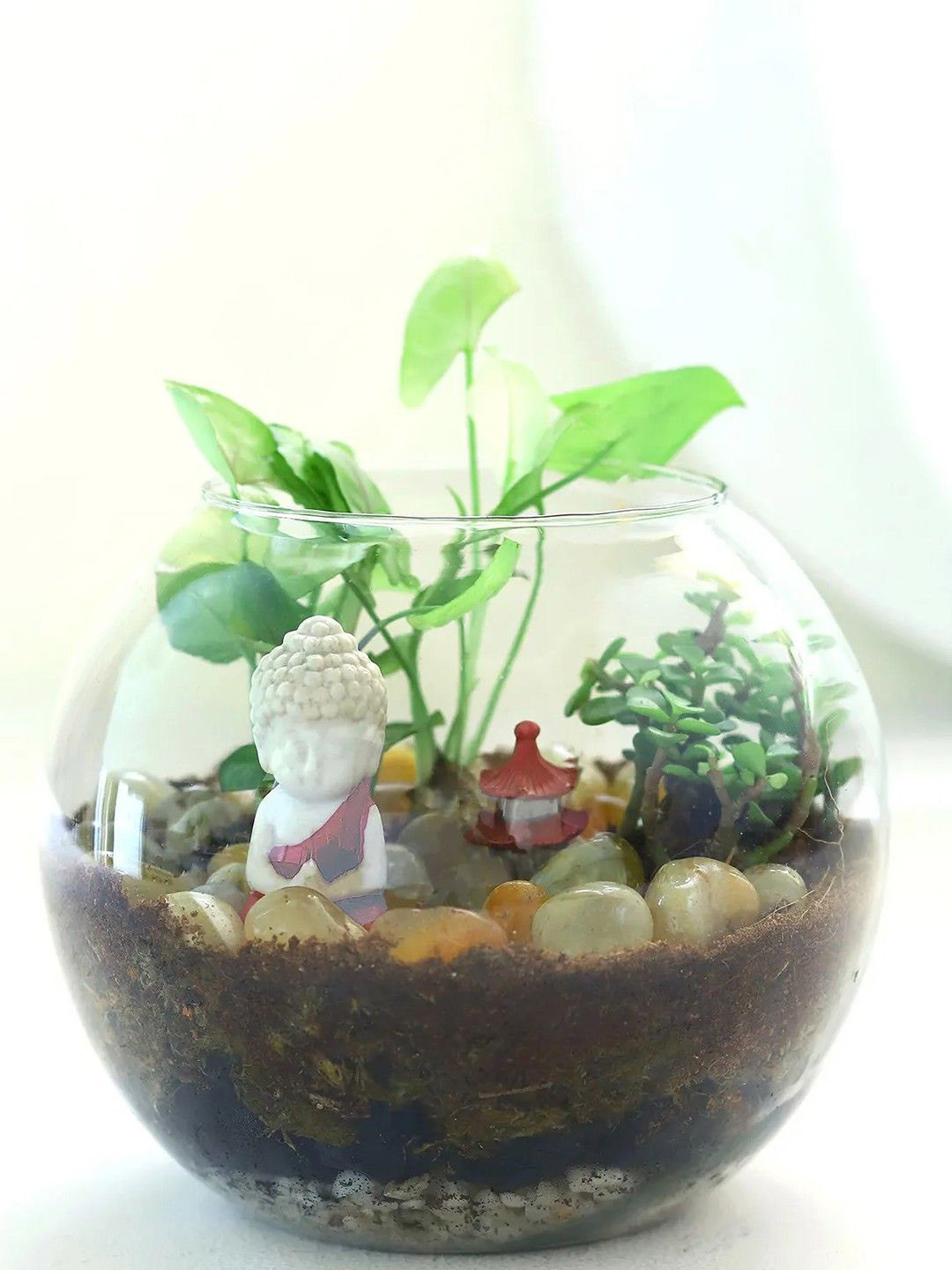 fnp Indoor Green Jade Plant With Pot