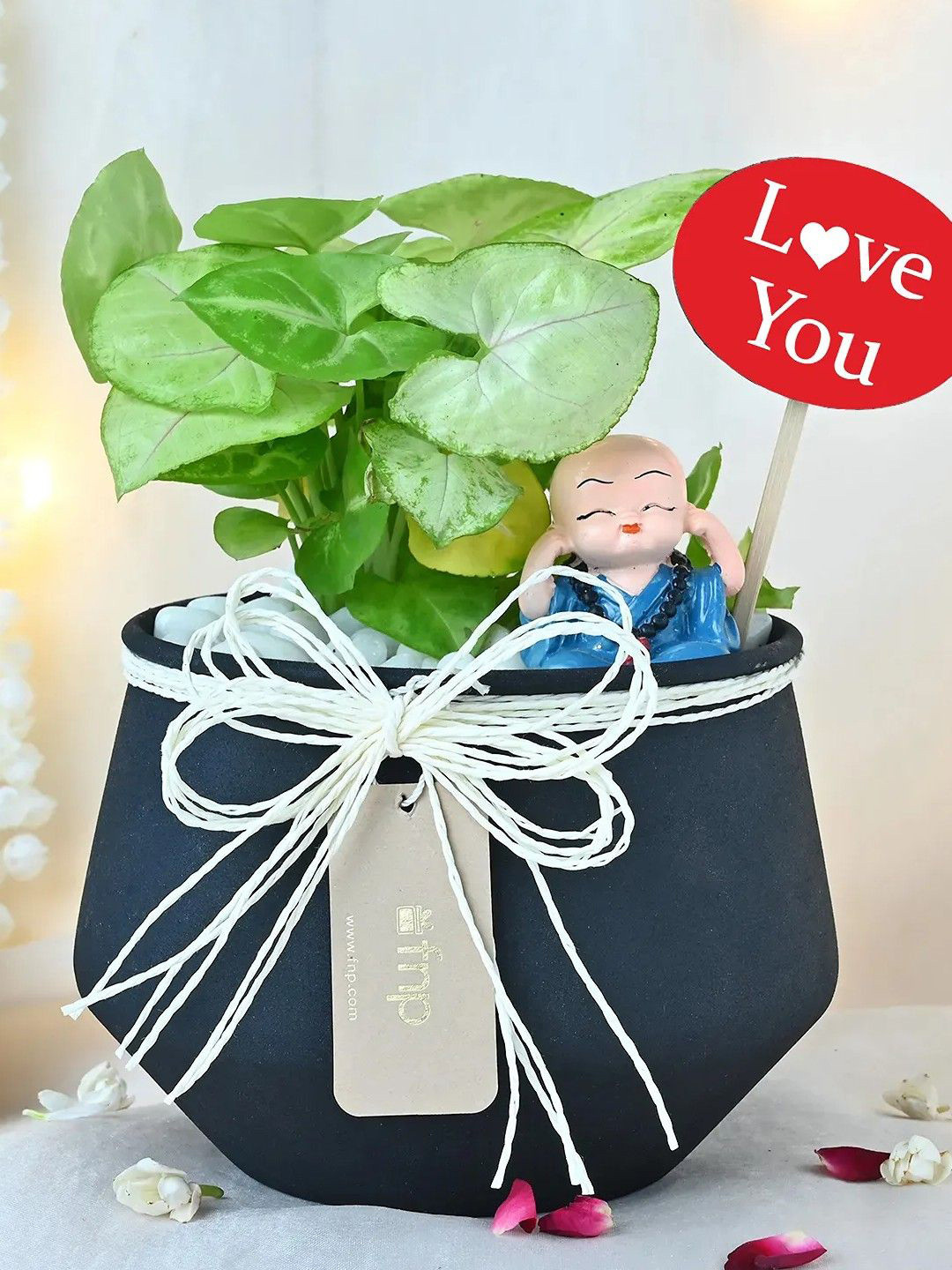 fnp Green & Black Valentines Syngonium Plant Grove Home Gift Set