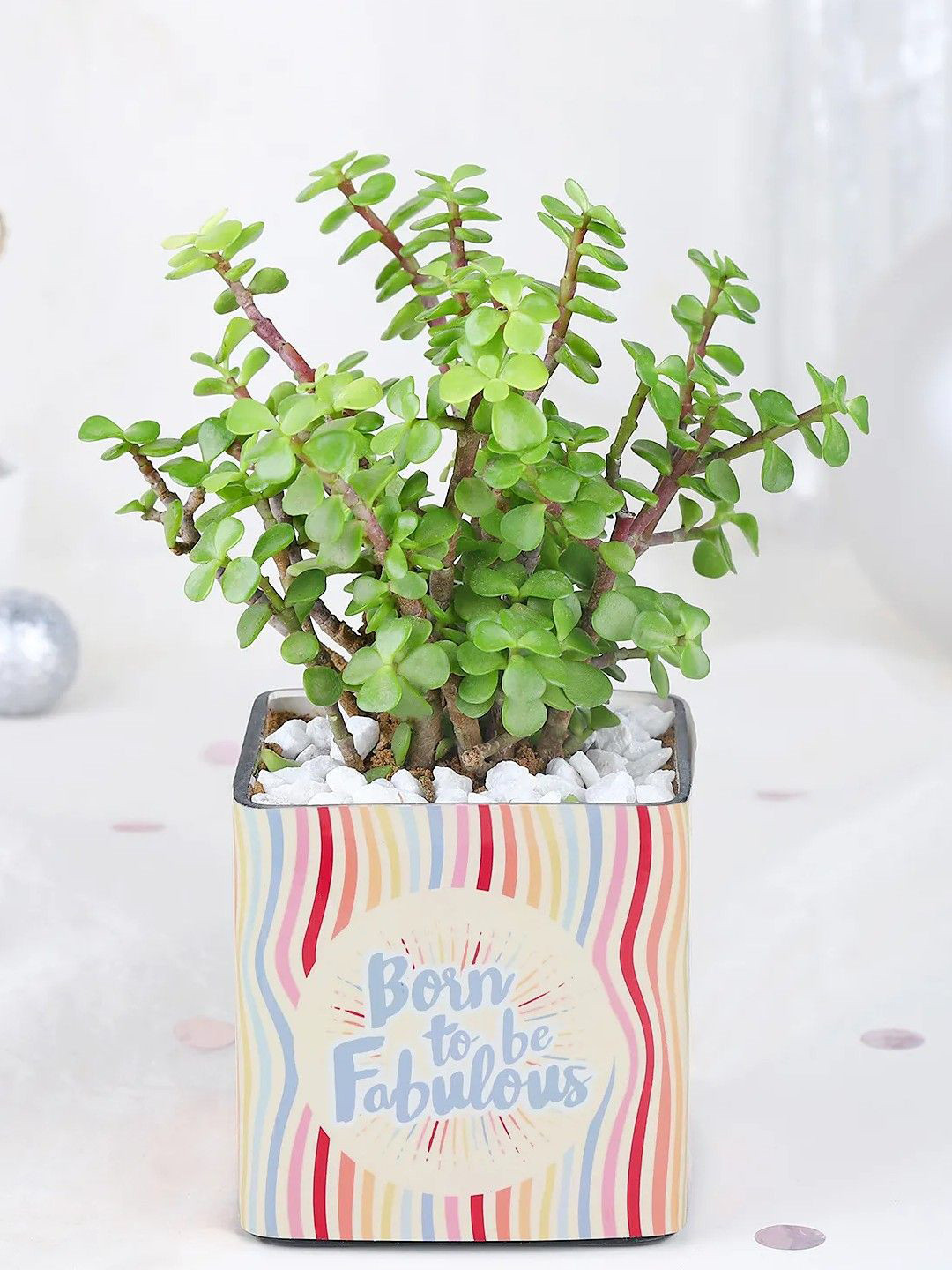 fnp Green & Brown Jade Plant With Pot