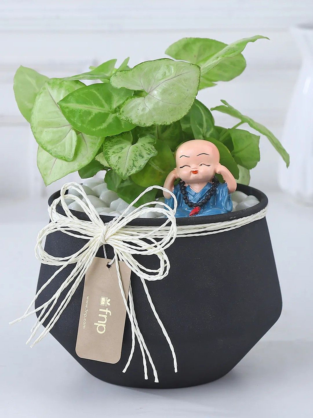fnp Green Syngonium Plant With Metal Pot