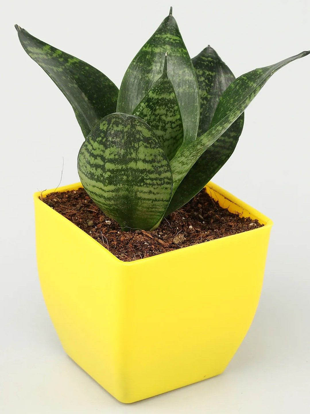 fnp Green & Yellow Indoor Sansevieria Plant With Pot