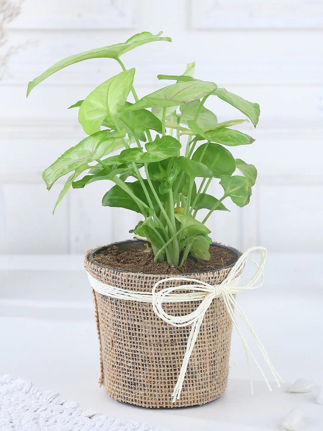 fnp Green & Beige Jade Plant With Pot